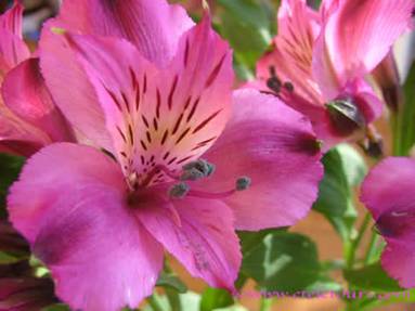 American Homes and Gardens Magazine, Pesonalized Mini Gardens